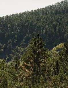 De l'eau, des hommes et des arbres